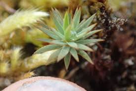 Attēlu rezultāti vaicājumam “Pogonatum urnigerum”