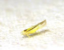 Attēlu rezultāti vaicājumam “Edwardsiana geometrica”