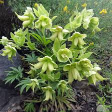 Image result for Nieswurz