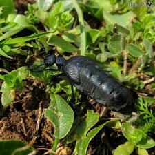 Attēlu rezultāti vaicājumam “Meloe sp.”