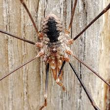 Attēlu rezultāti vaicājumam “Phalangium opilio”