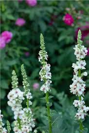 Attēlu rezultāti vaicājumam “Verbascum nigrum flower”