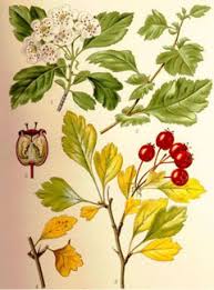 Attēlu rezultāti vaicājumam “Crataegus monogyna fruit”