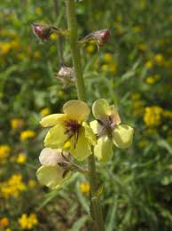 Image result for Verbascum blattaria