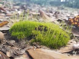 Attēlu rezultāti vaicājumam “Aulacomnium androgynum sporophyte”