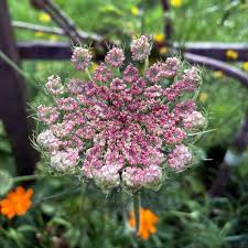 Attēlu rezultāti vaicājumam “Daucus carota subsp. carota flower”