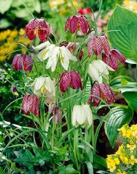 Attēlu rezultāti vaicājumam “Meleagris”