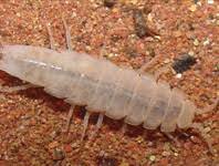 Attēlu rezultāti vaicājumam “Tanytarsus”