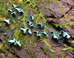 Attēlu rezultāti vaicājumam “Chlorociboria aeruginascens”