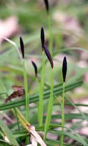Attēlu rezultāti vaicājumam “Carex hirta female flower”