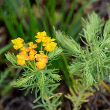 Attēlu rezultāti vaicājumam “Euphorbia cyparissias flower”