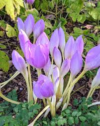Attēlu rezultāti vaicājumam “Colchicum luteum flower”