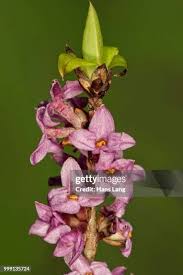 Attēlu rezultāti vaicājumam “Daphne mezereum flower”