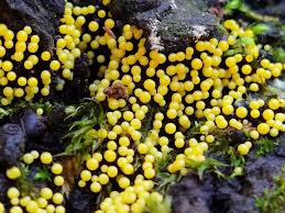 Attēlu rezultāti vaicājumam “Lamproderma violaceum plasmodium”