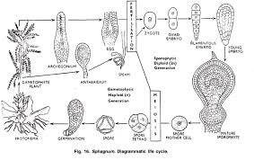 Attēlu rezultāti vaicājumam “Sphagnum sporophyte”