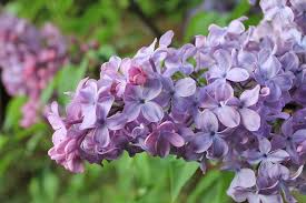 Attēlu rezultāti vaicājumam “Syringa vulgaris”