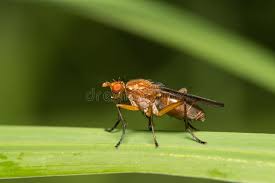 Attēlu rezultāti vaicājumam “Sciomyzidae”