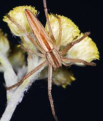 Attēlu rezultāti vaicājumam “Tibellus oblongus”