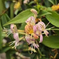 Attēlu rezultāti vaicājumam “Lonicera”