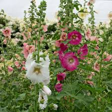 Attēlu rezultāti vaicājumam “Alcea rosea flower”