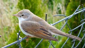 Attēlu rezultāti vaicājumam “Sylvia curruca adult”