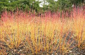 Attēlu rezultāti vaicājumam “Cornus sanguinea”