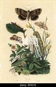 Attēlu rezultāti vaicājumam “Thyatira batis larva”