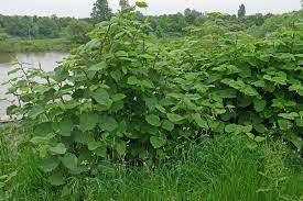 Attēlu rezultāti vaicājumam “Reynoutria japonica”