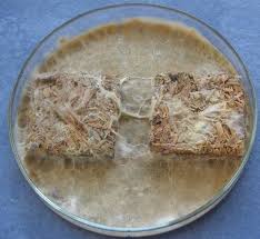 Attēlu rezultāti vaicājumam “Coniophora puteana”