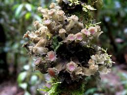 Attēlu rezultāti vaicājumam “Leptogium saturninum”