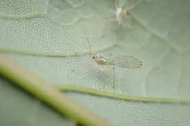 Attēlu rezultāti vaicājumam “Drepanosiphum platanoidis”