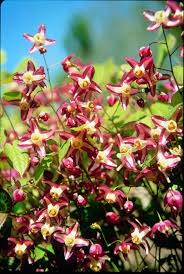Attēlu rezultāti vaicājumam “Epimedium alpinum  flower”