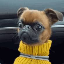 Image result for brüsseler giffon