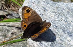 Attēlu rezultāti vaicājumam “Lasiommata petropolitana”