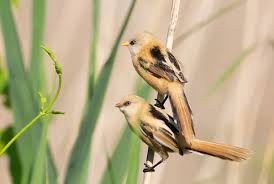Attēlu rezultāti vaicājumam “Panurus biarmicus male”
