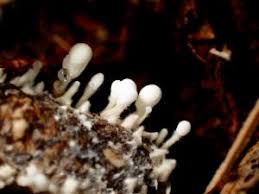 Attēlu rezultāti vaicājumam “Penicillium vulpinum”