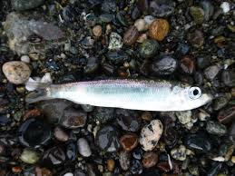 Image result for Clupea pallasii