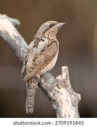 Attēlu rezultāti vaicājumam “Jynx torquilla adult”