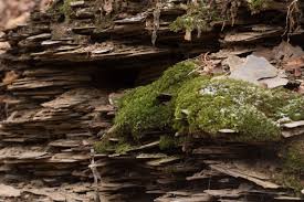 Attēlu rezultāti vaicājumam “Plagiothecium sp.”