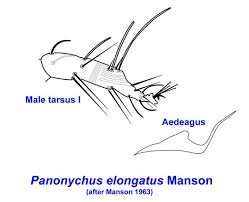 Attēlu rezultāti vaicājumam “Panonychus”