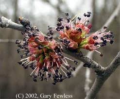 Attēlu rezultāti vaicājumam “Ulmus laevis flower”