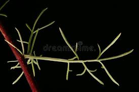 Attēlu rezultāti vaicājumam “Artemisia campestris leaf”