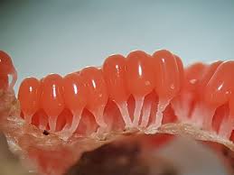 Attēlu rezultāti vaicājumam “Heterotrichia ferruginea (syn. Arcyria ferruginea)”