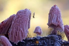 Attēlu rezultāti vaicājumam “Stemonitis fusca”