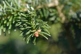 Attēlu rezultāti vaicājumam “Abies veitchii”