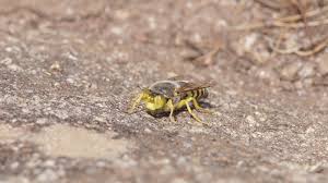 Attēlu rezultāti vaicājumam “Bembix rostrata”