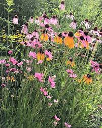 Image result for Echinacea pallida