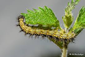 Attēlu rezultāti vaicājumam “Aglais urticae”