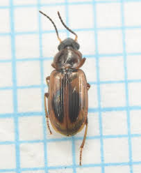 Attēlu rezultāti vaicājumam “Acupalpus flavicollis”