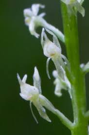 Attēlu rezultāti vaicājumam “Malaxis monophyllos flower”